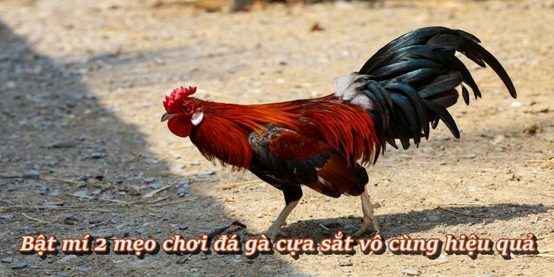 Mẹo chọn chiến kê “chuẩn bài” để đặt cược dễ thắng