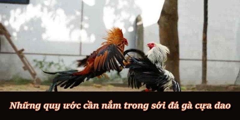 Những quy định bắt buộc phải biết trong đá gà cựa dao